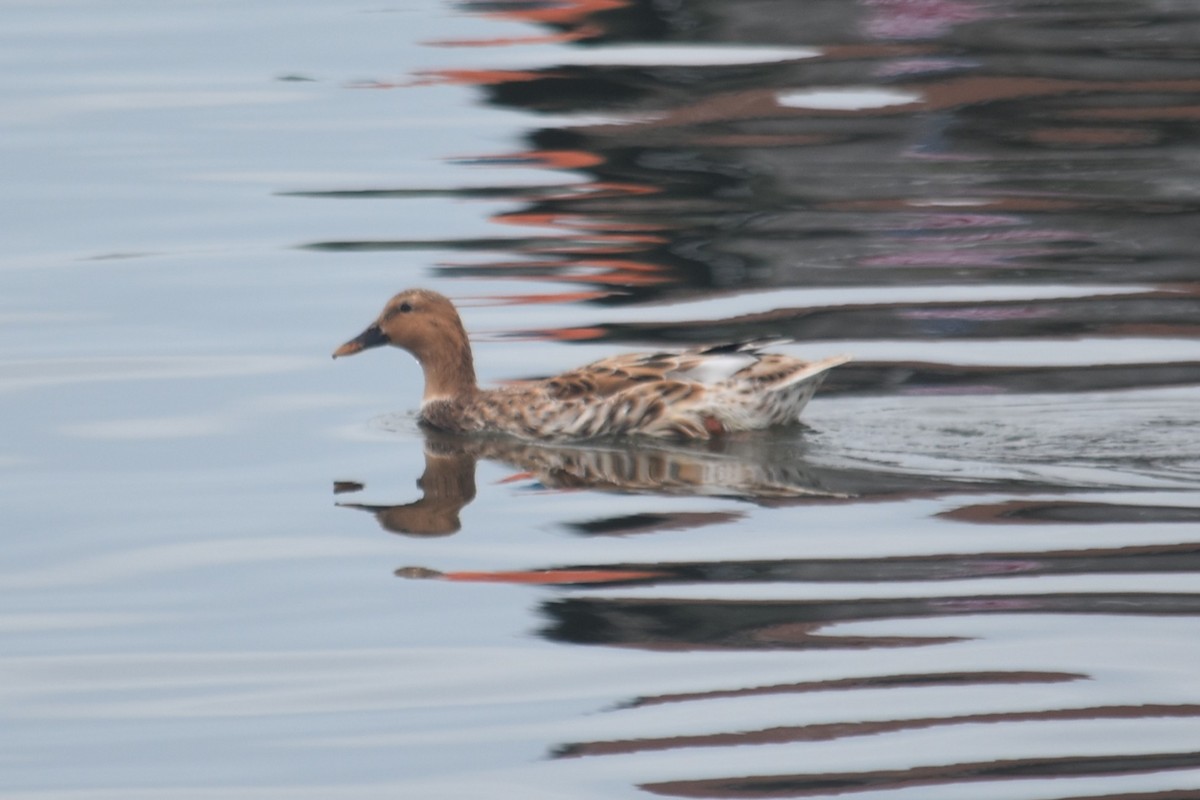 マダラガモ - ML645677114