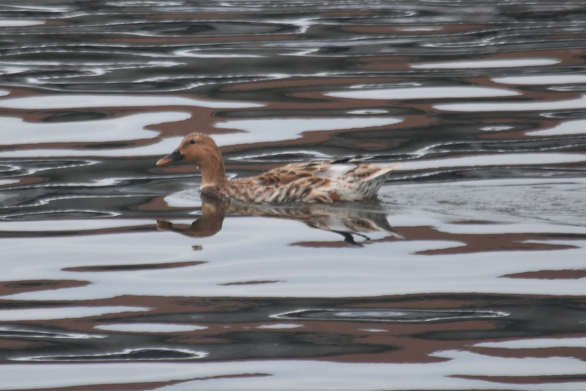 マダラガモ - ML645677115