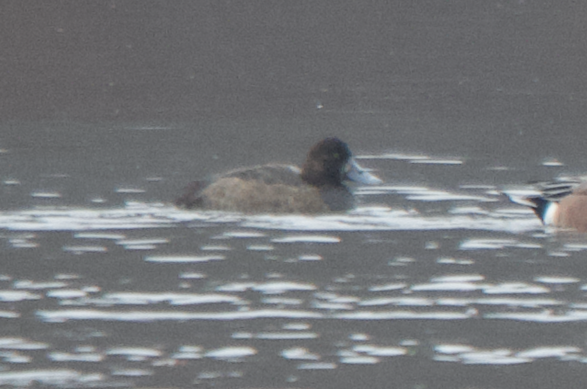 Greater Scaup - ML645677117