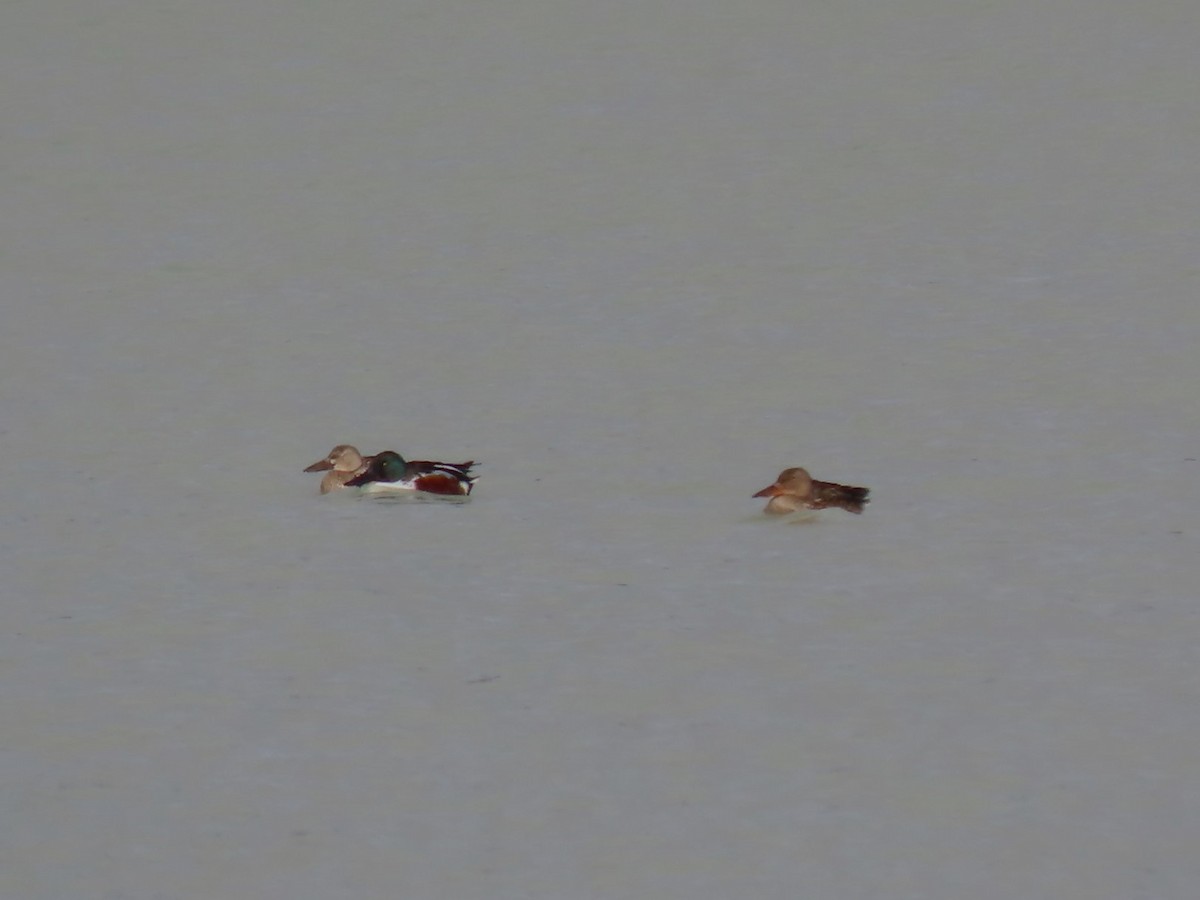 ハシビロガモ - ML645677118