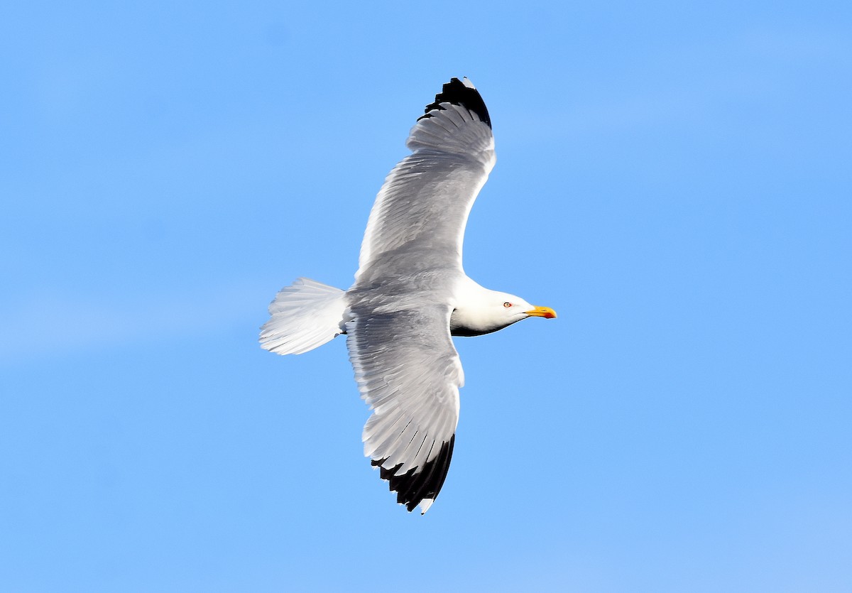 キアシセグロカモメ - ML645677119