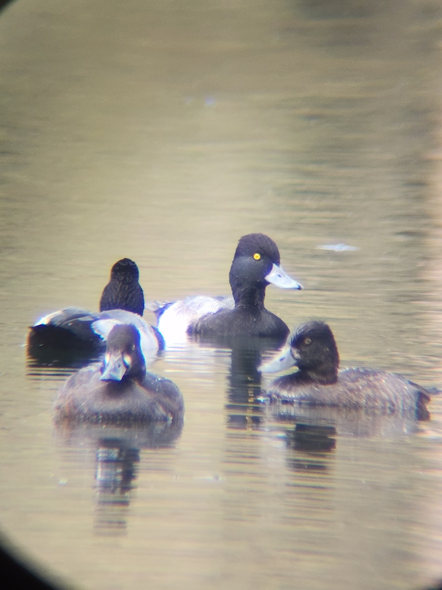 コスズガモ - ML645677120