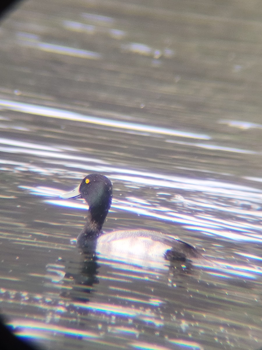 コスズガモ - ML645677125