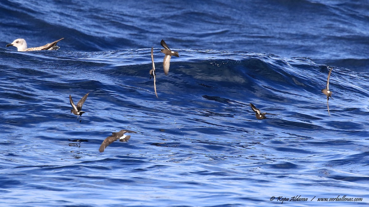 ヒメウミツバメ - ML645677126