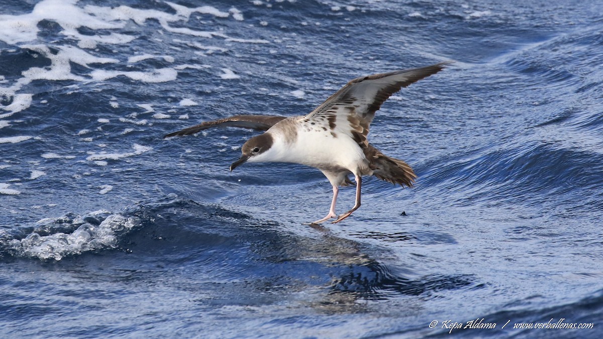 Great Shearwater - ML645677135