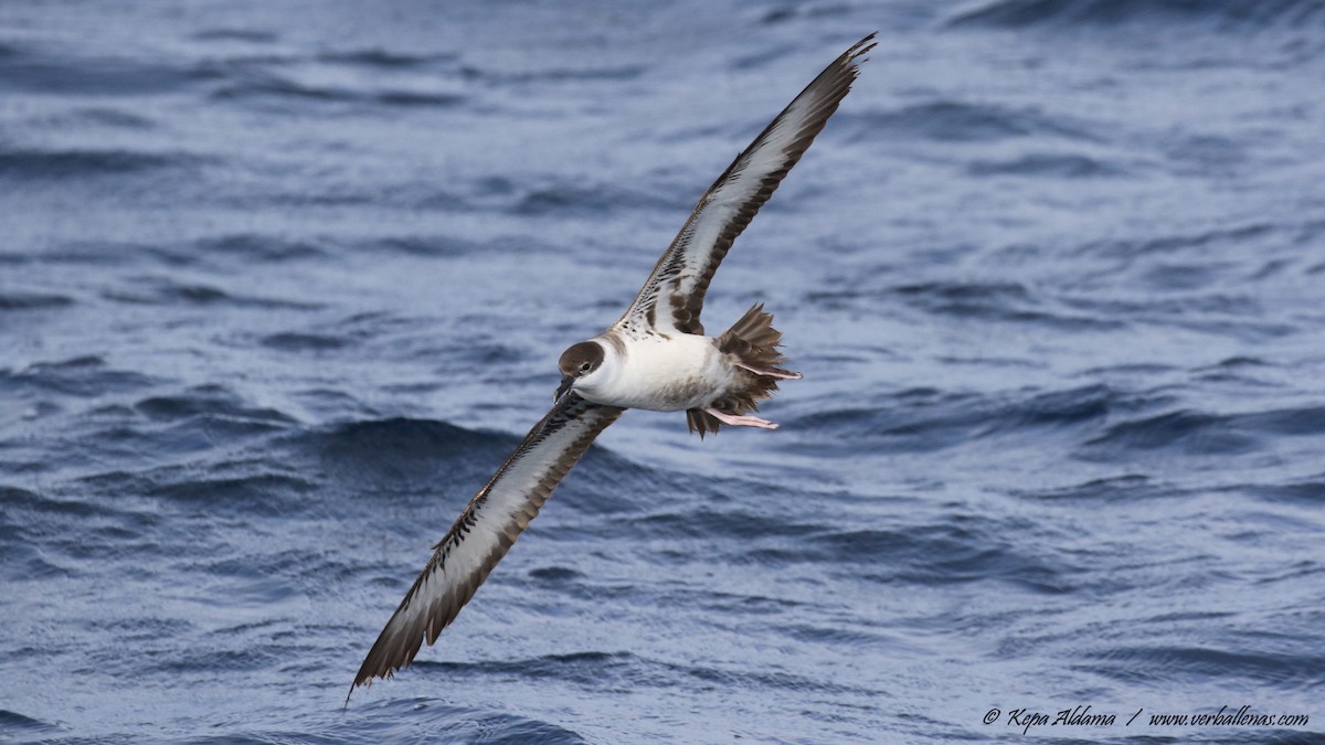 Great Shearwater - ML645677139