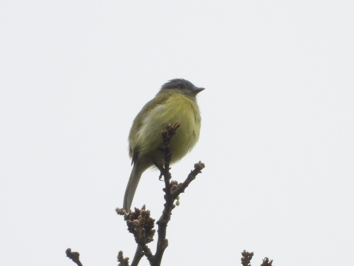 Mishana Tyrannulet - ML645677141