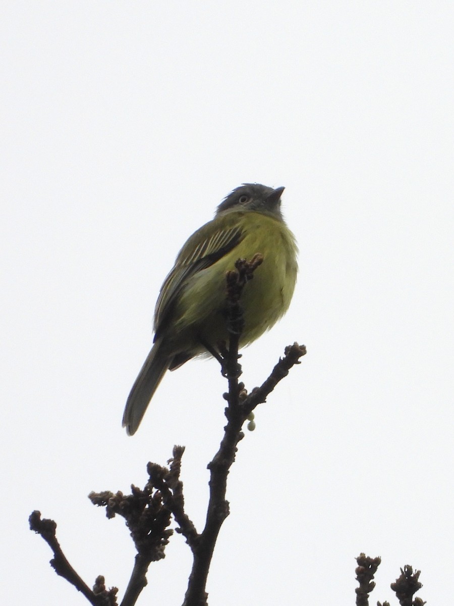 Mishana Tyrannulet - ML645677142
