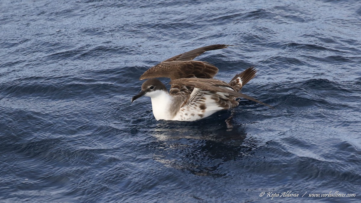 Great Shearwater - ML645677151