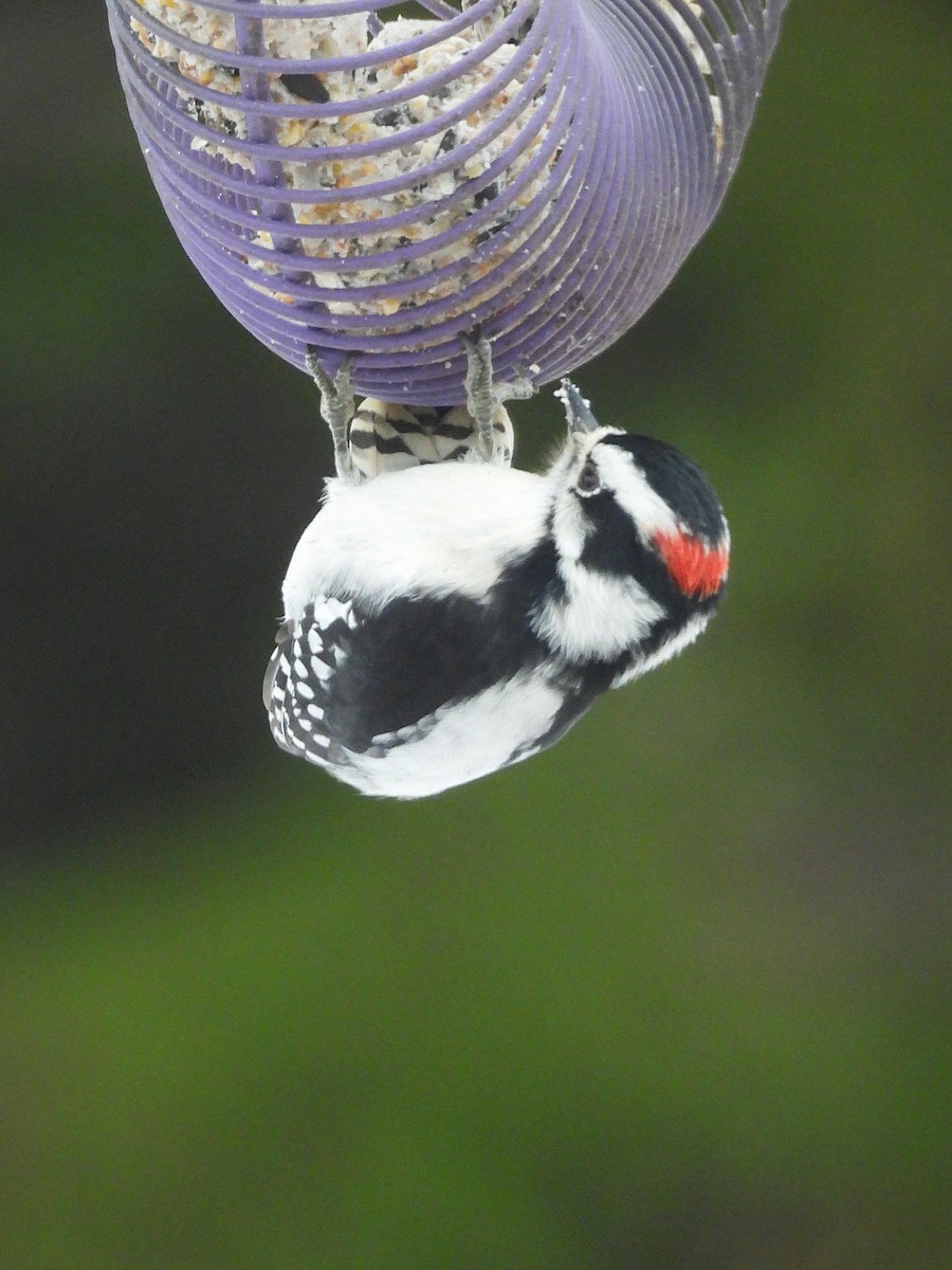 Downy/Hairy Woodpecker - ML645677158