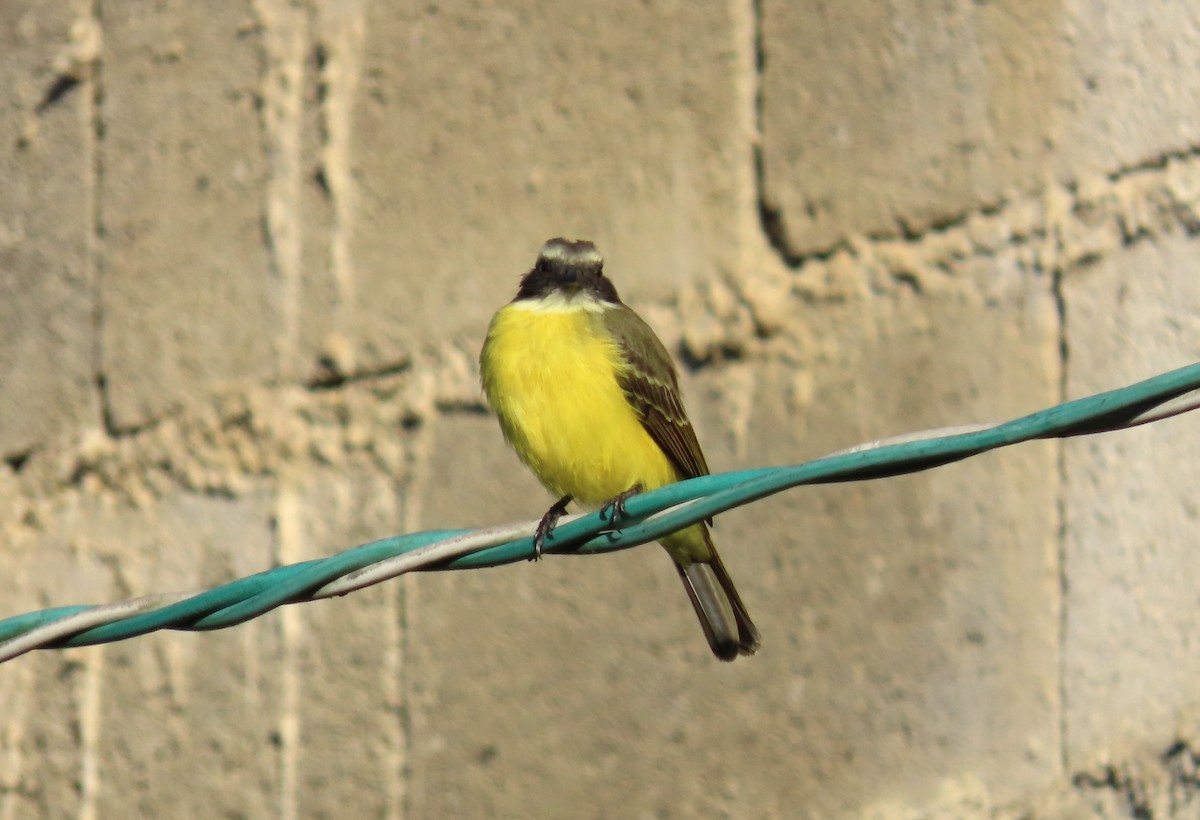 Sosyal Tiran - ML645677163