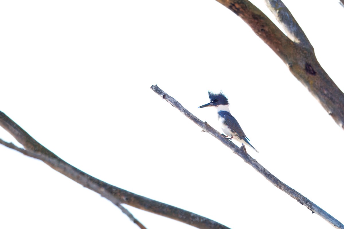Belted Kingfisher - ML645677169