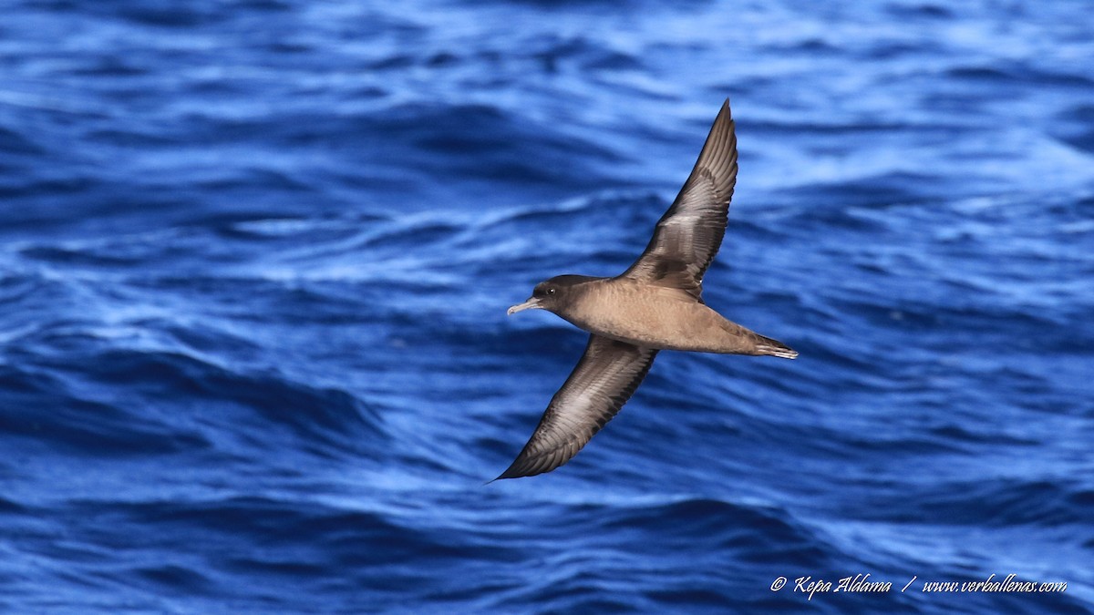 Sooty Shearwater - ML645677170