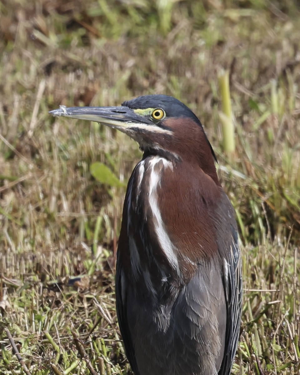 Green Heron - ML645677177