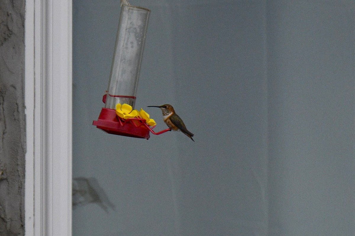 Rufous Hummingbird - ML645677178