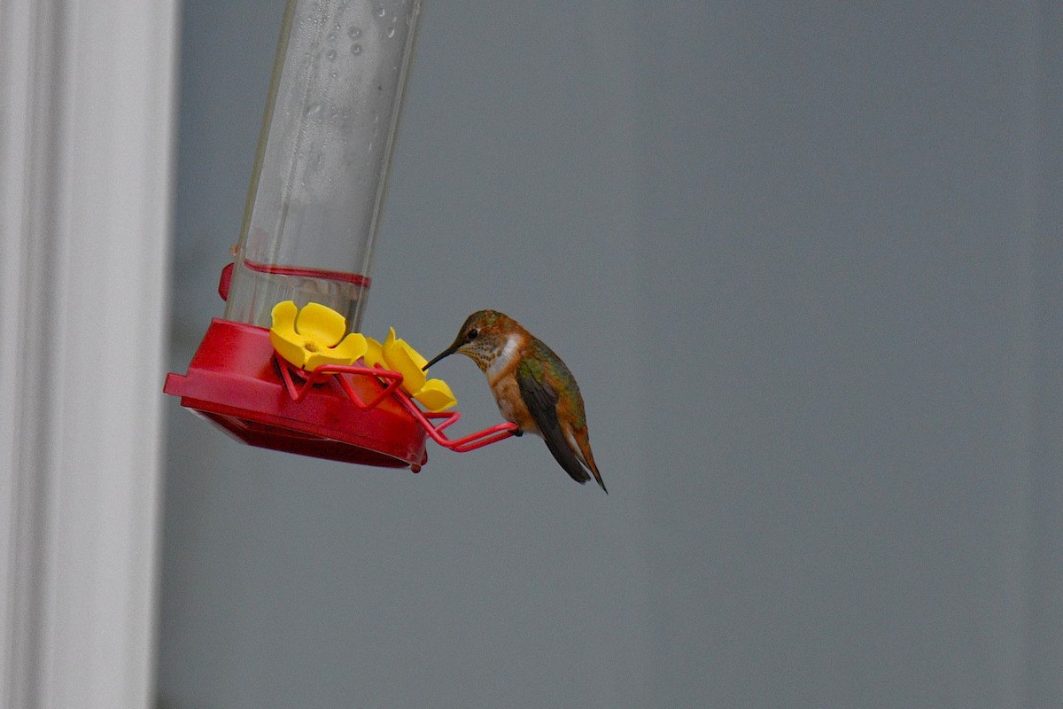 Rufous Hummingbird - ML645677179
