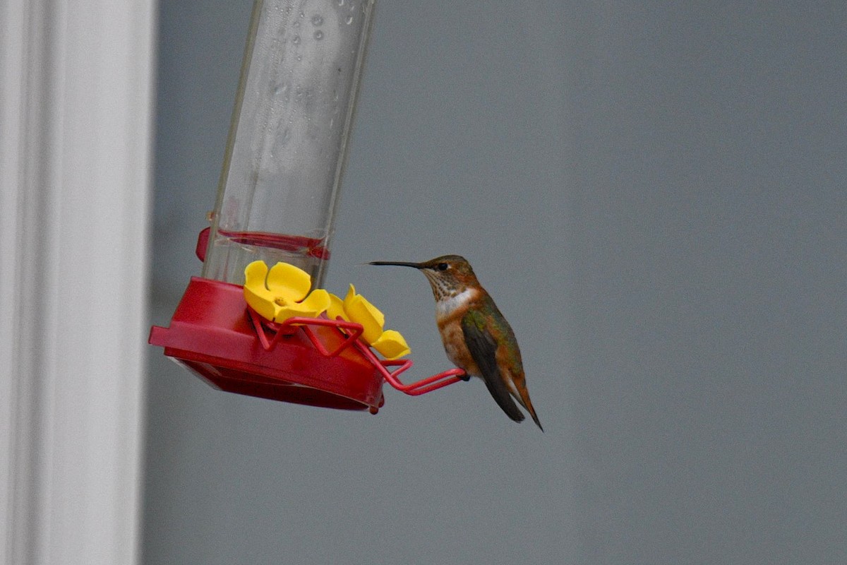 Rufous Hummingbird - ML645677180