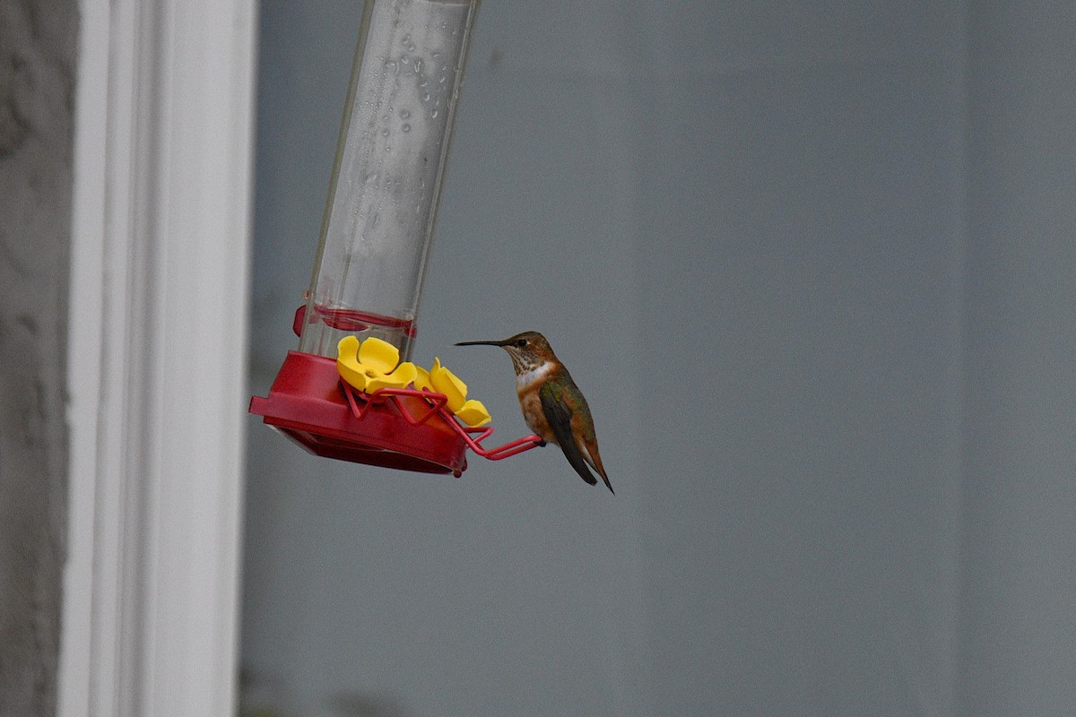 Rufous Hummingbird - ML645677181