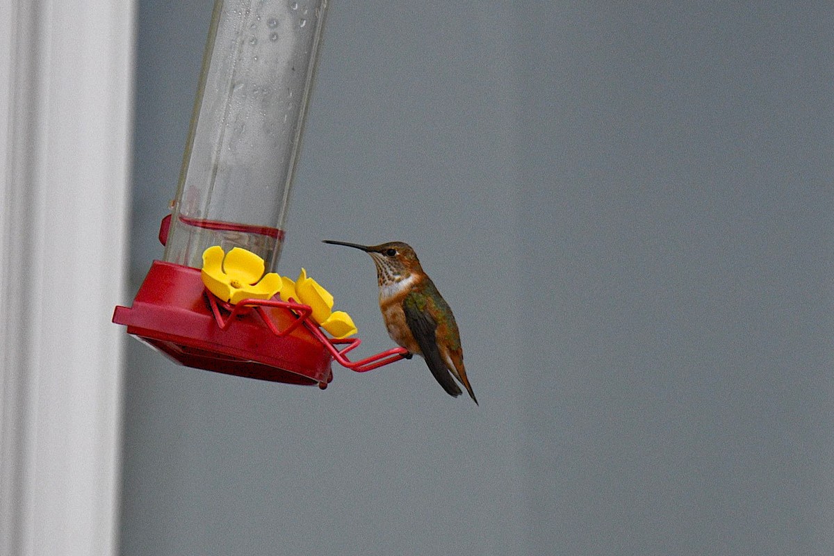 Rufous Hummingbird - ML645677182