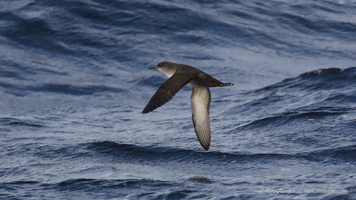 Balearic Shearwater - ML645677184