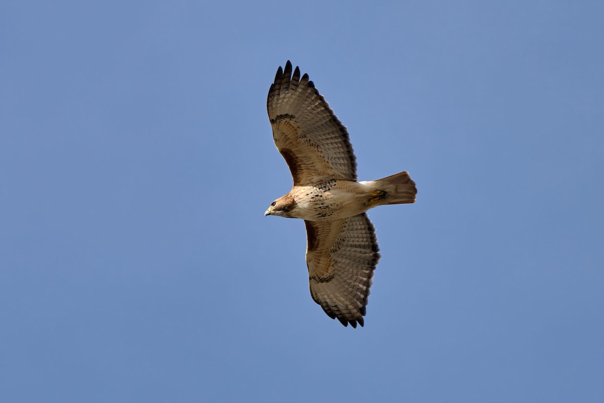 Red-tailed Hawk - ML645677204