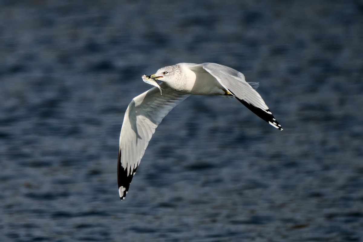Ring-billed Gull - ML645677248