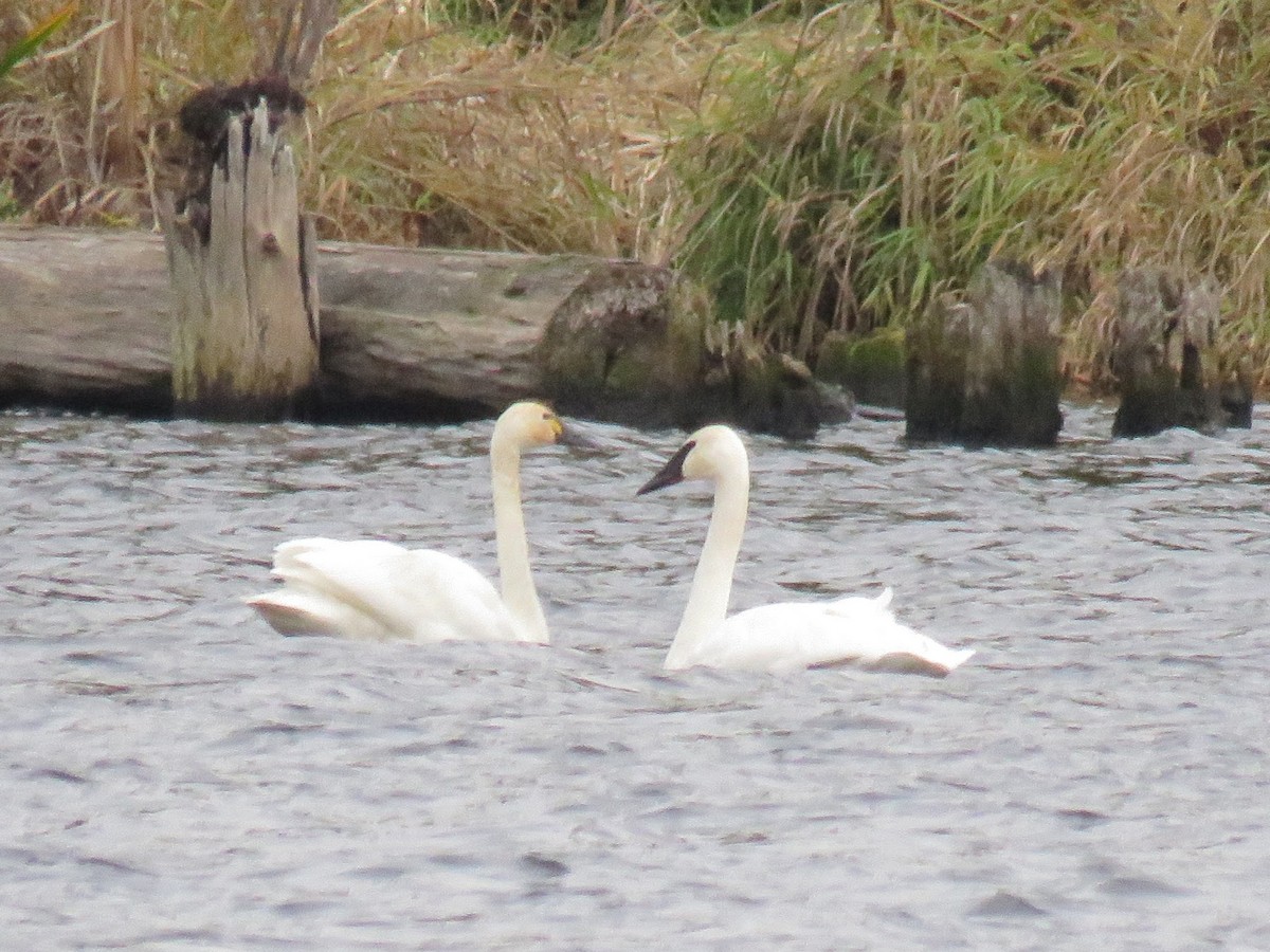 Tundra Swan - ML645677251