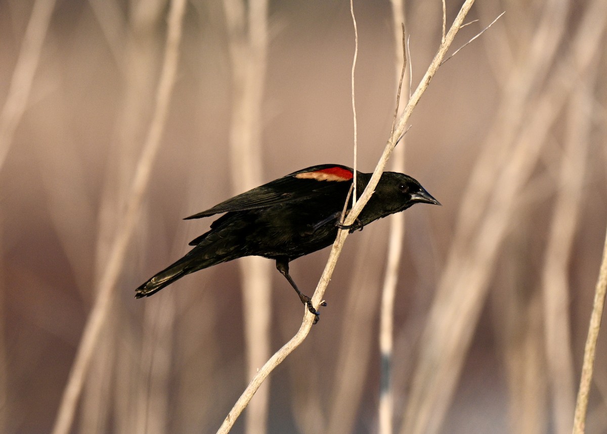Red-winged Blackbird - ML645677252