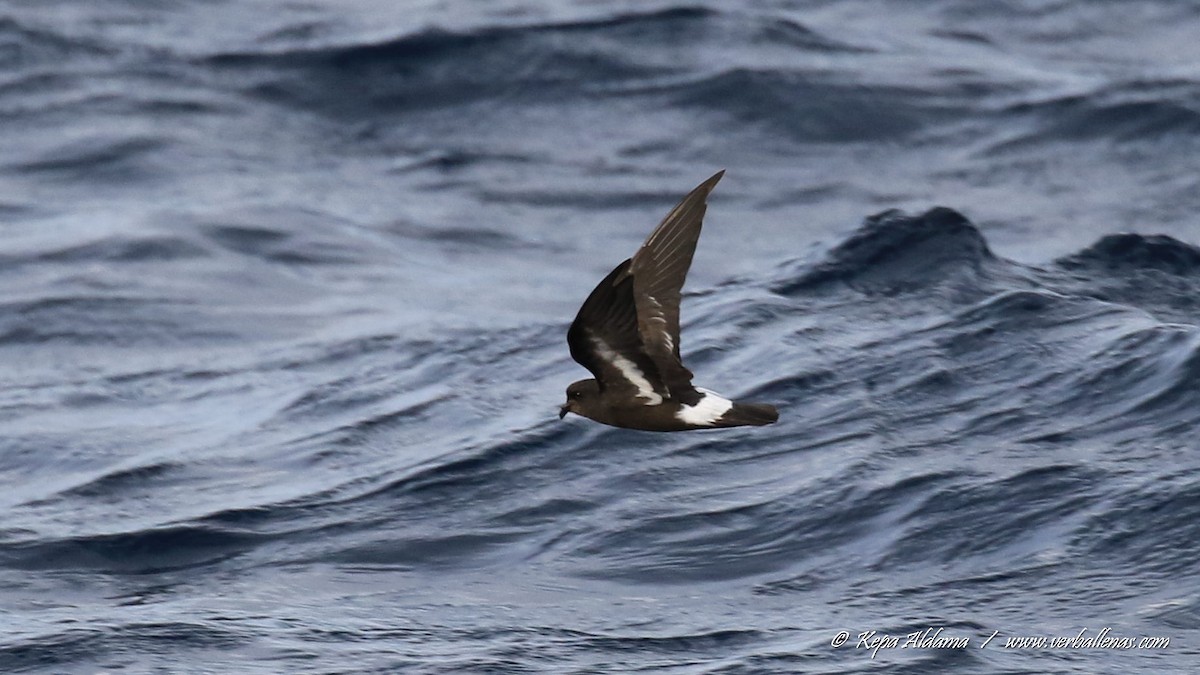 European Storm-Petrel - ML645677279