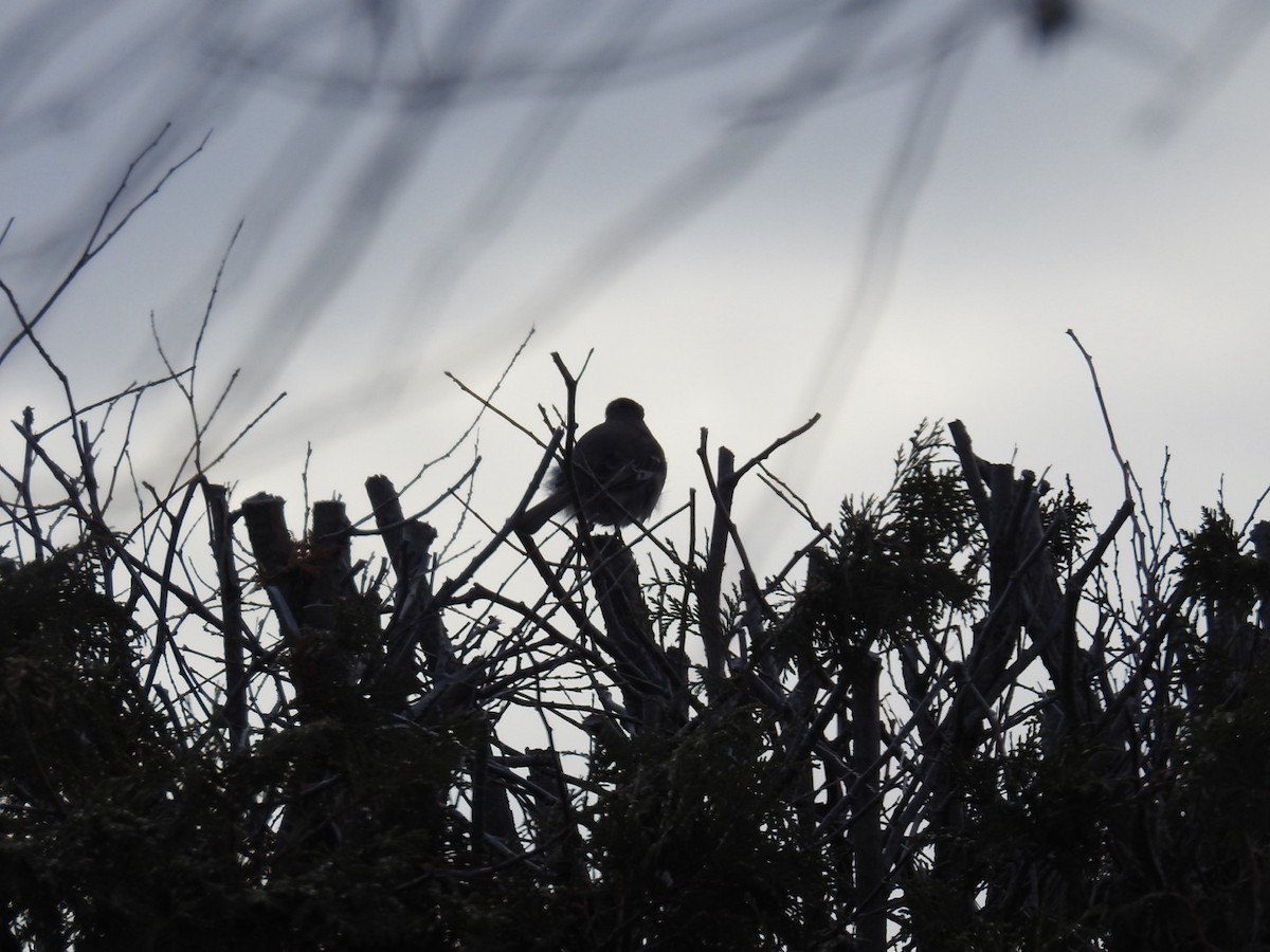 Northern Mockingbird - ML645677282
