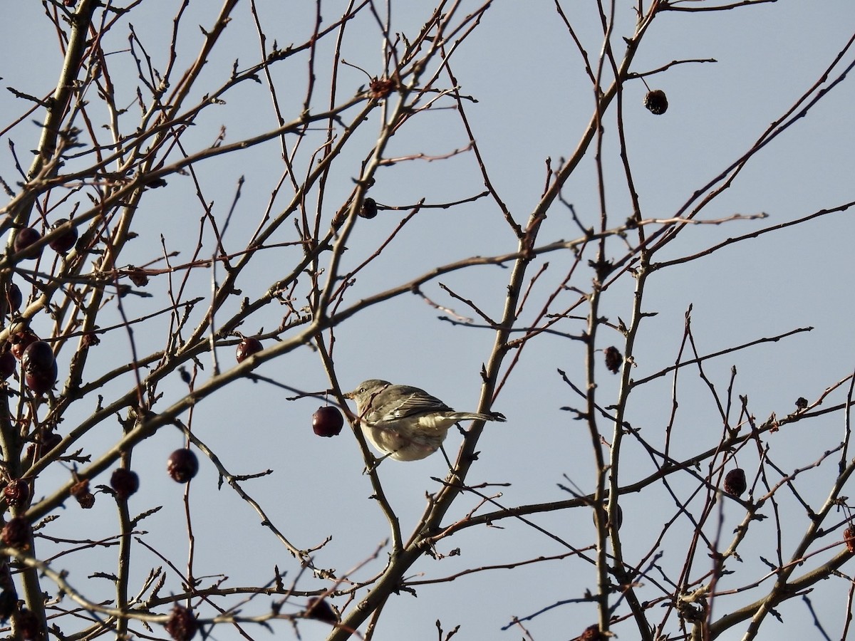 Northern Mockingbird - ML645677283