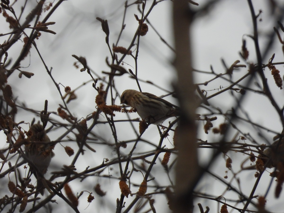 čečetka zimní - ML645677293