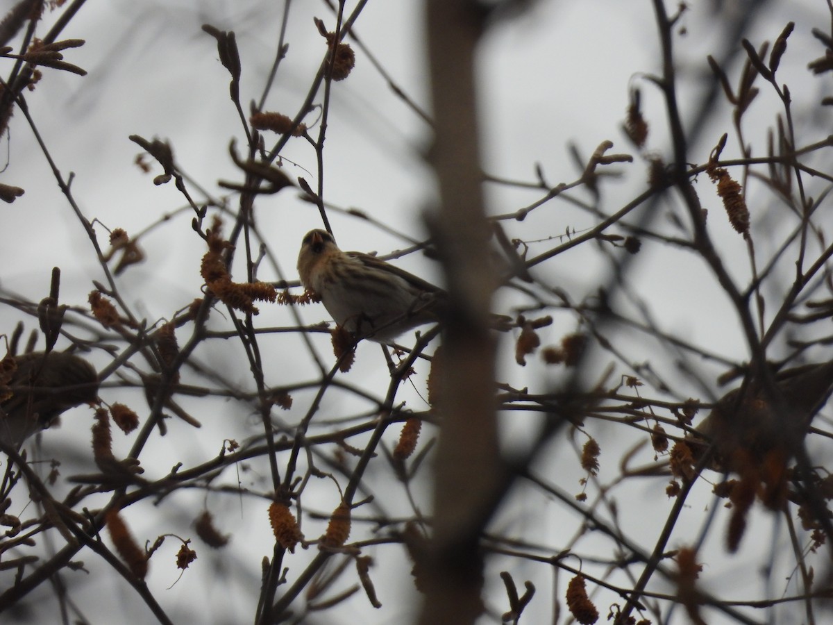 čečetka zimní - ML645677294