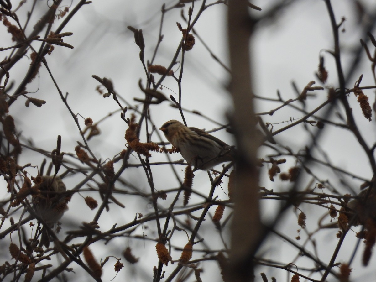 čečetka zimní - ML645677295