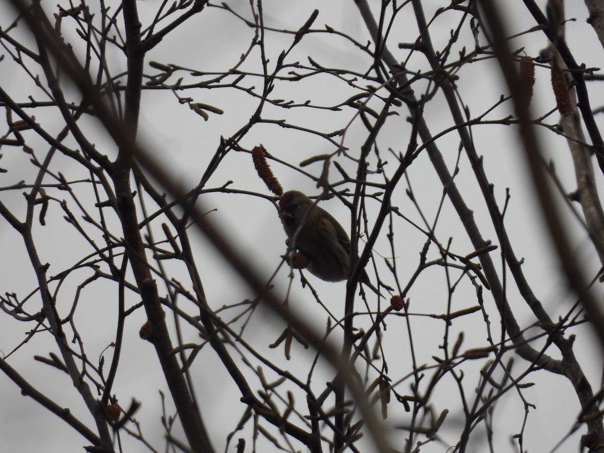 čečetka zimní - ML645677296