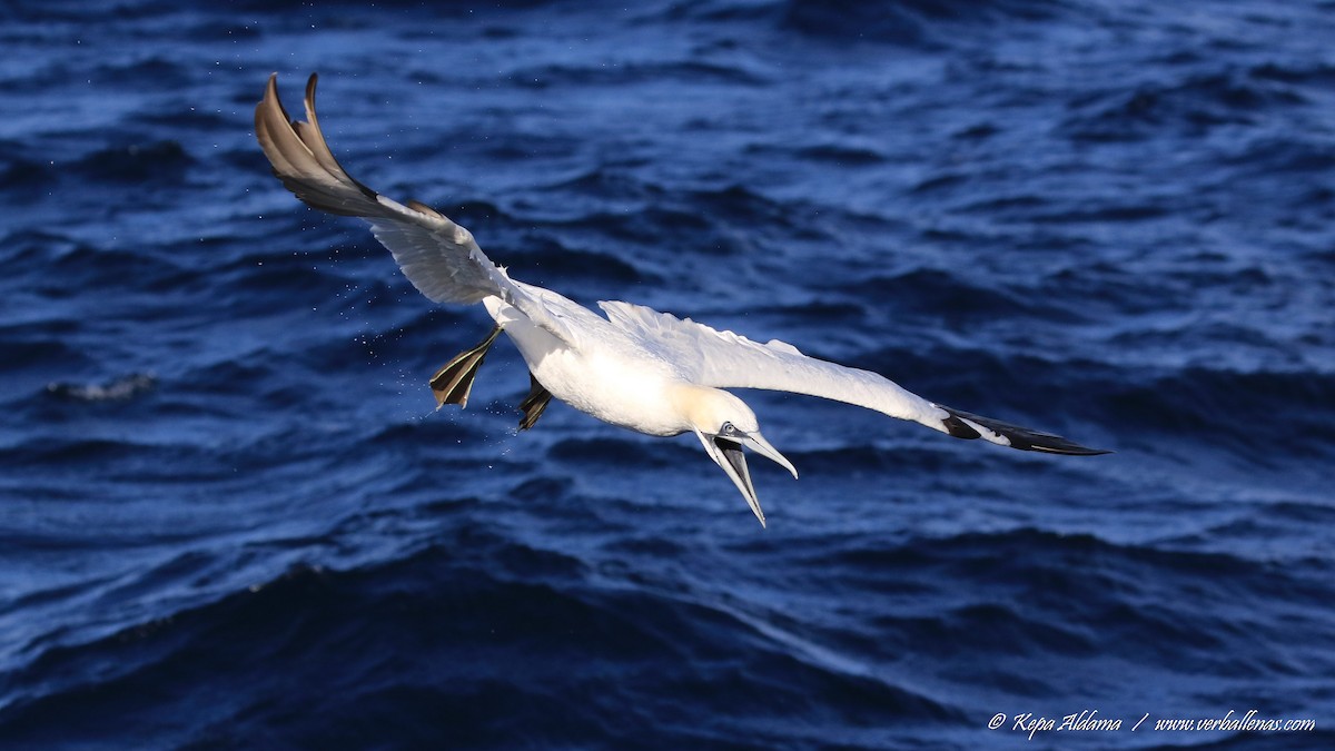 Northern Gannet - ML645677299