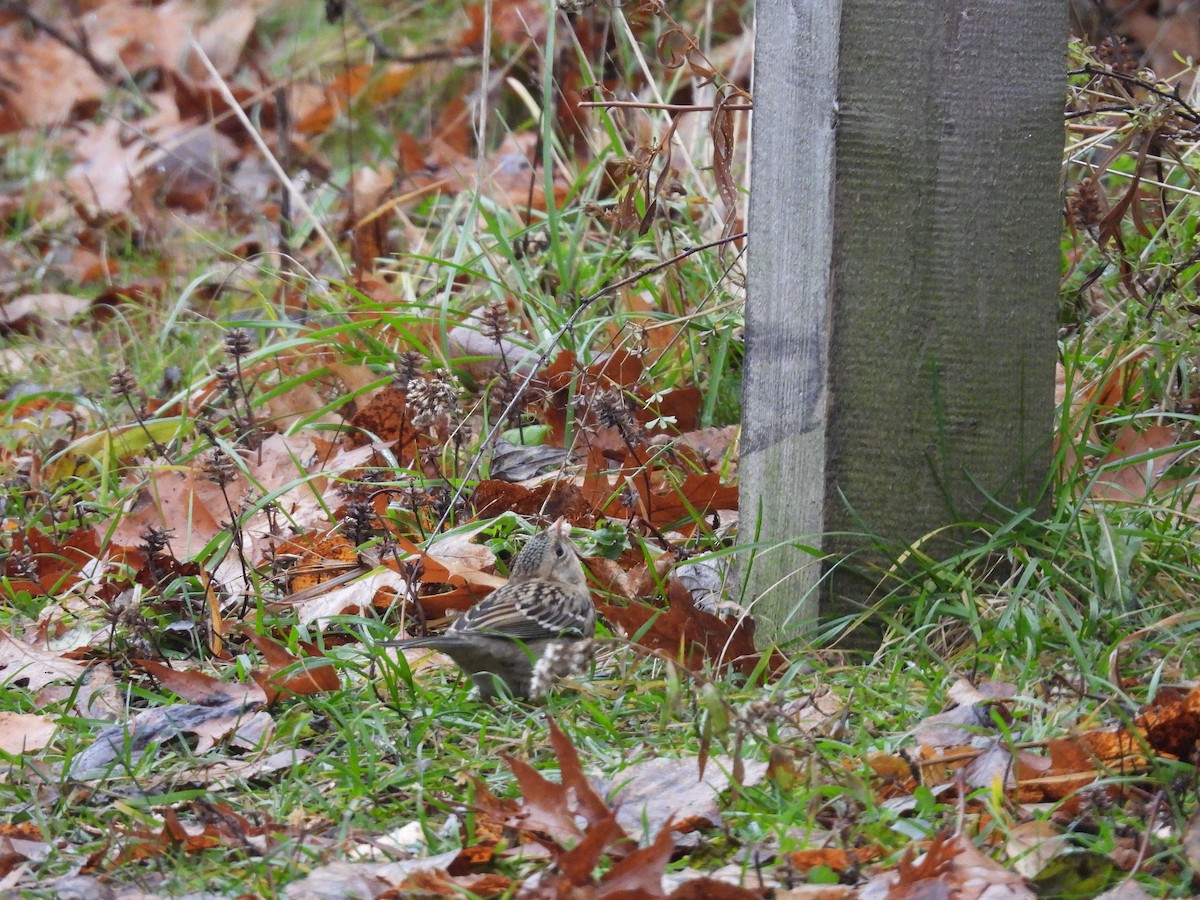Harris's Sparrow - ML645677302