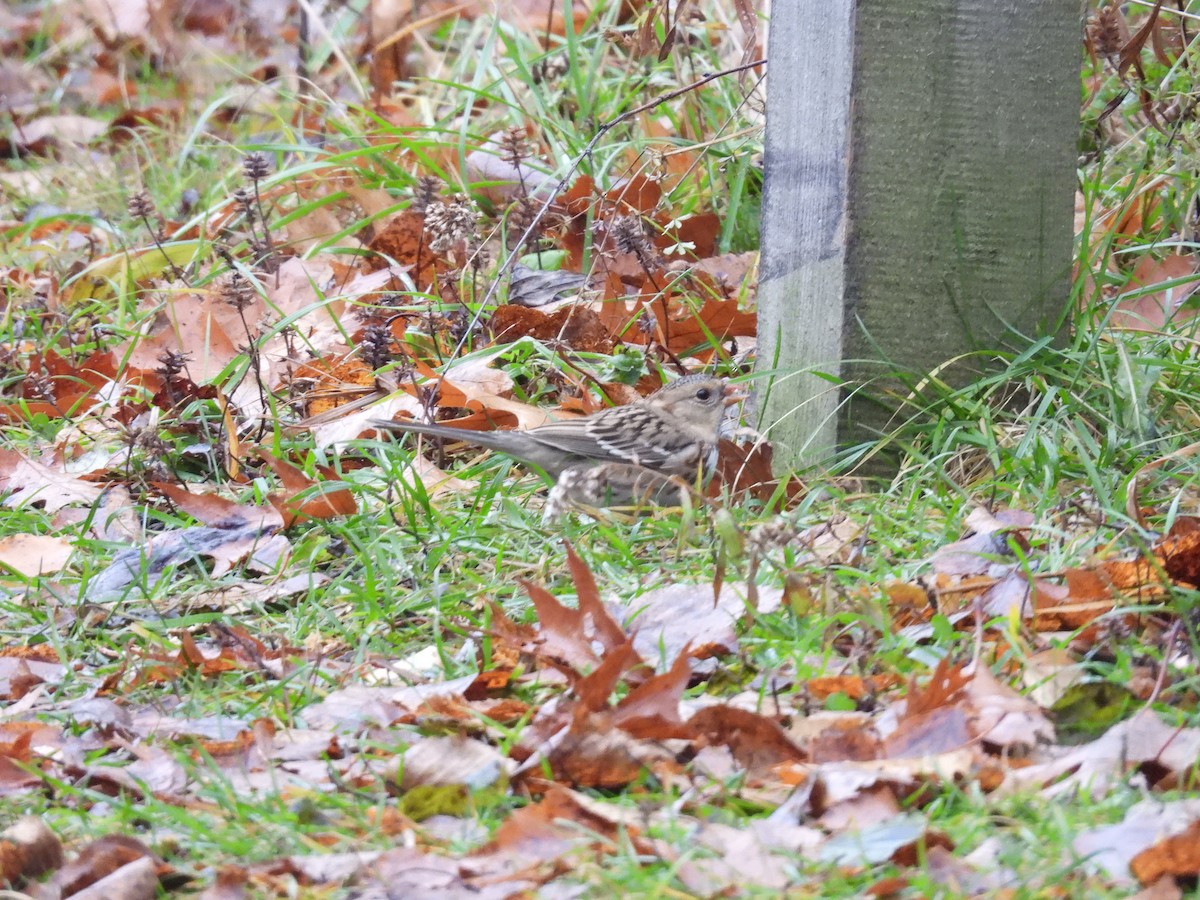 Harris's Sparrow - ML645677303