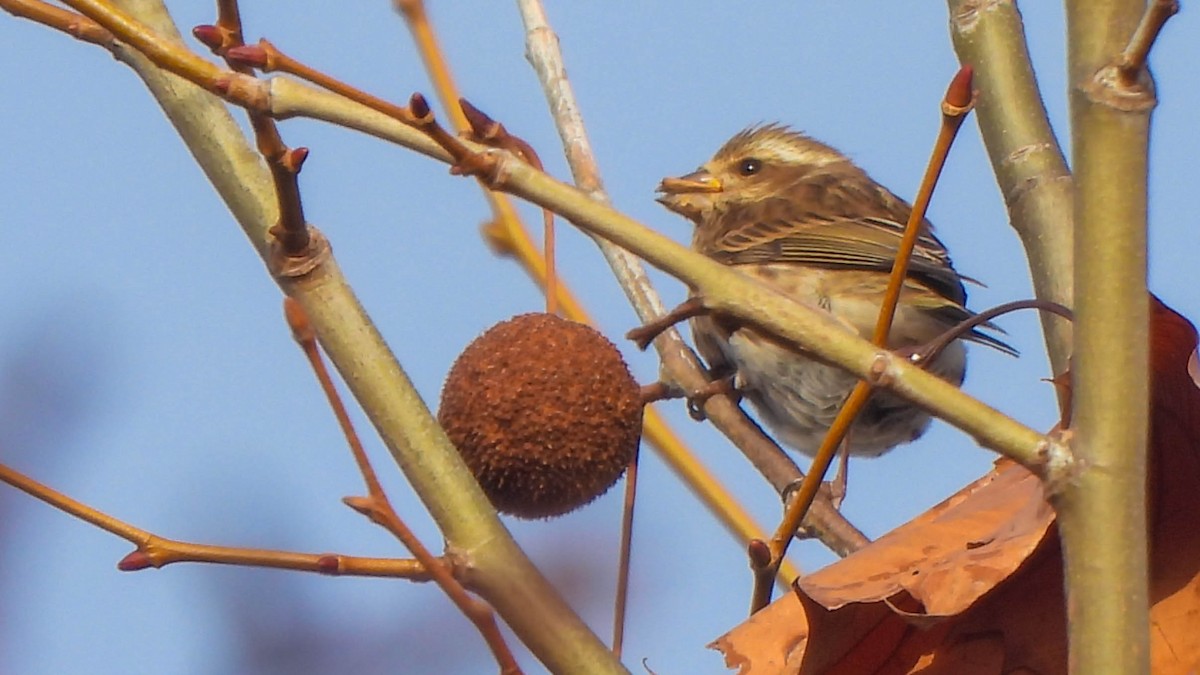 Purple Finch - ML645677304