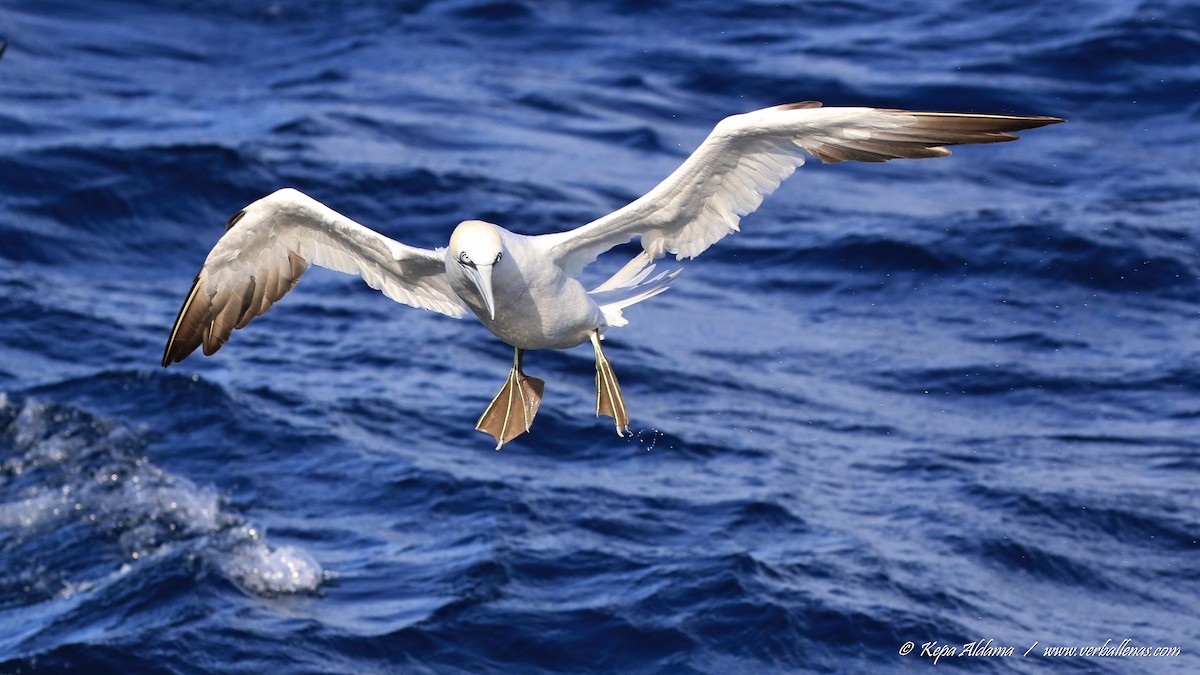 Northern Gannet - ML645677312