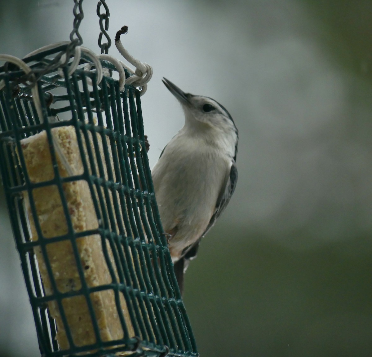 Beyaz Göğüslü Sıvacı - ML645677313