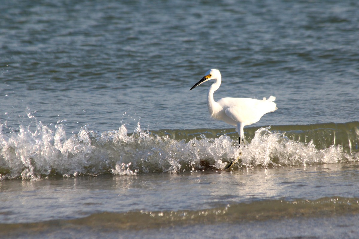 Karbeyaz Balıkçıl - ML645677317