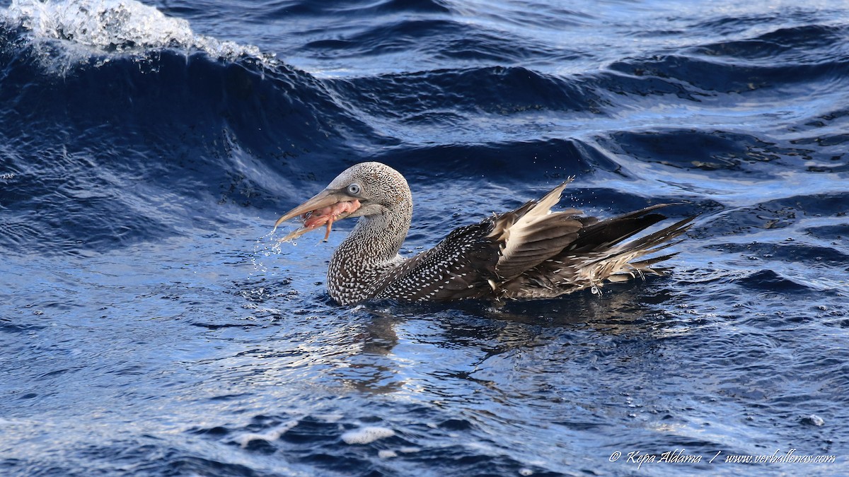Northern Gannet - ML645677318