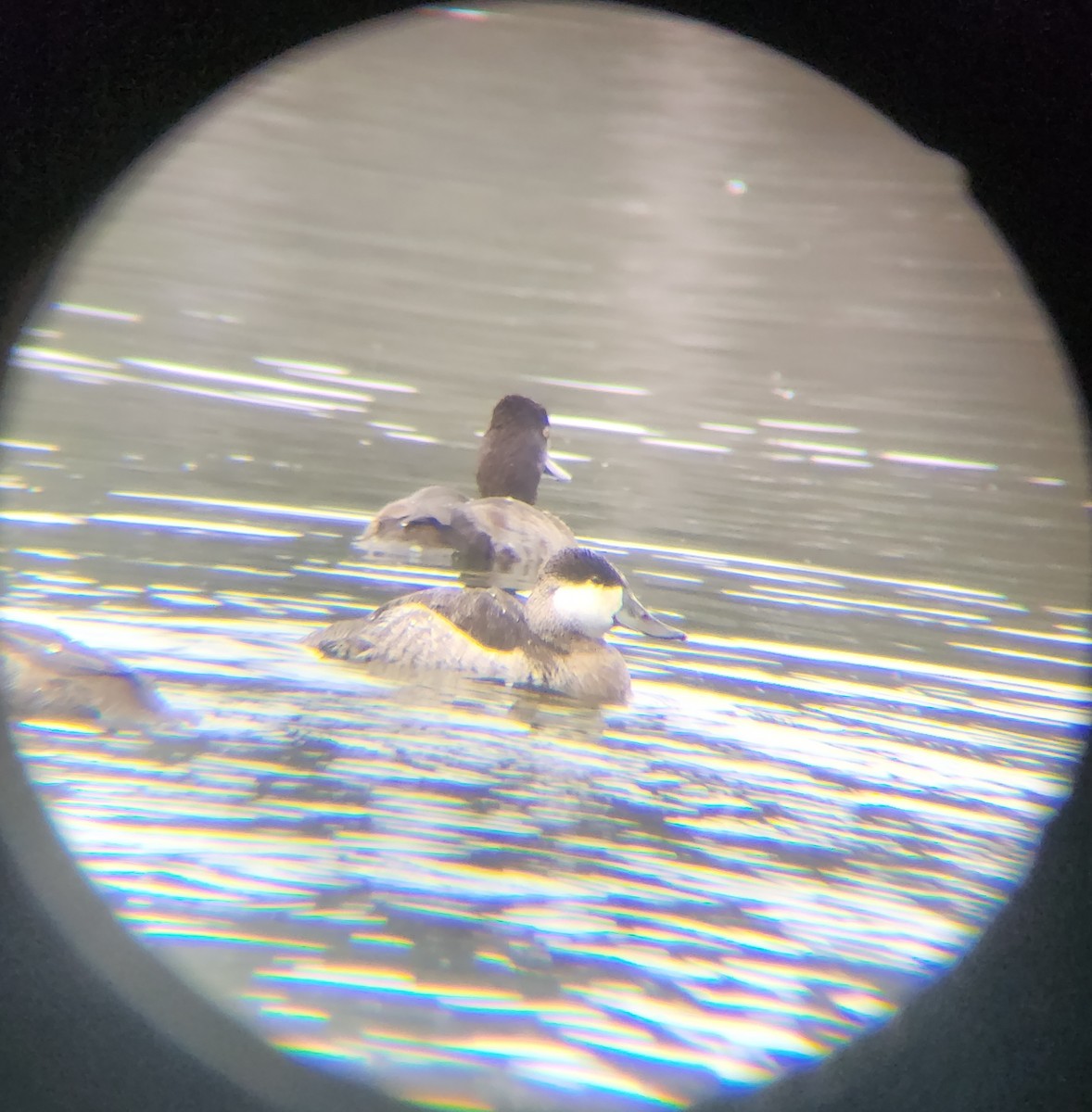 Amerika Dikkuyruğu - ML645677321