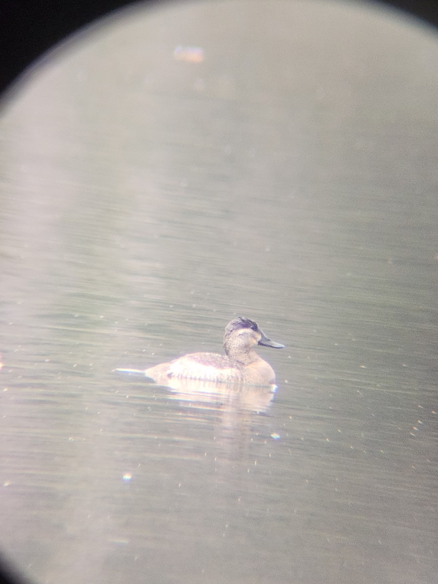 Amerika Dikkuyruğu - ML645677322