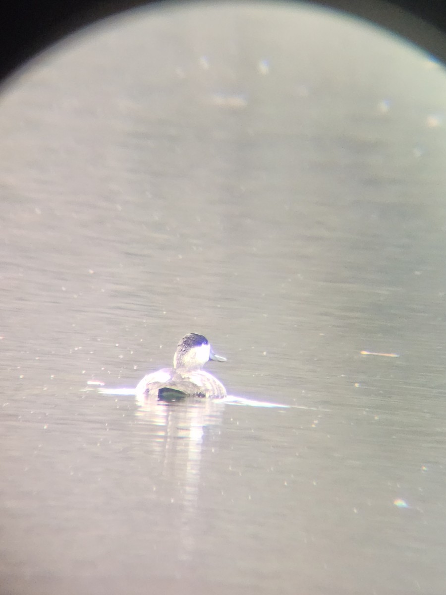 Amerika Dikkuyruğu - ML645677323