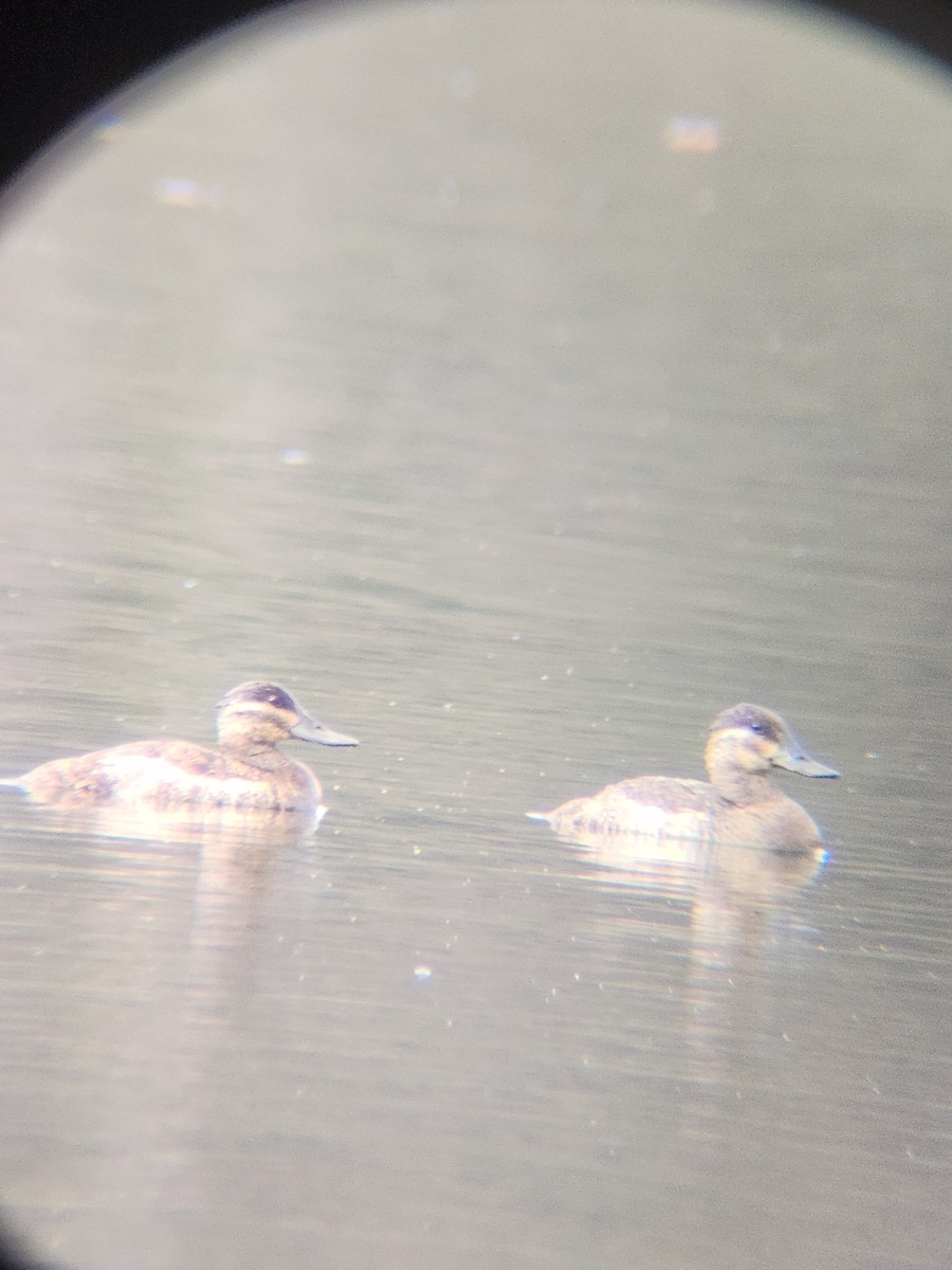 Amerika Dikkuyruğu - ML645677324