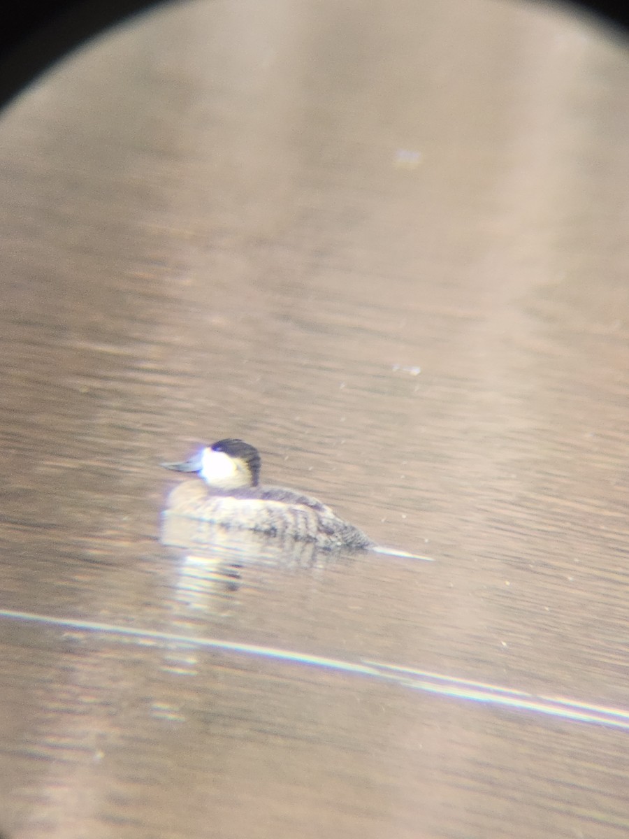 Amerika Dikkuyruğu - ML645677325