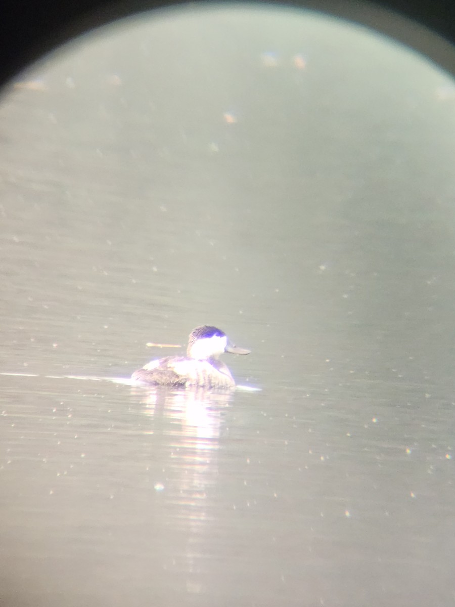 Amerika Dikkuyruğu - ML645677326