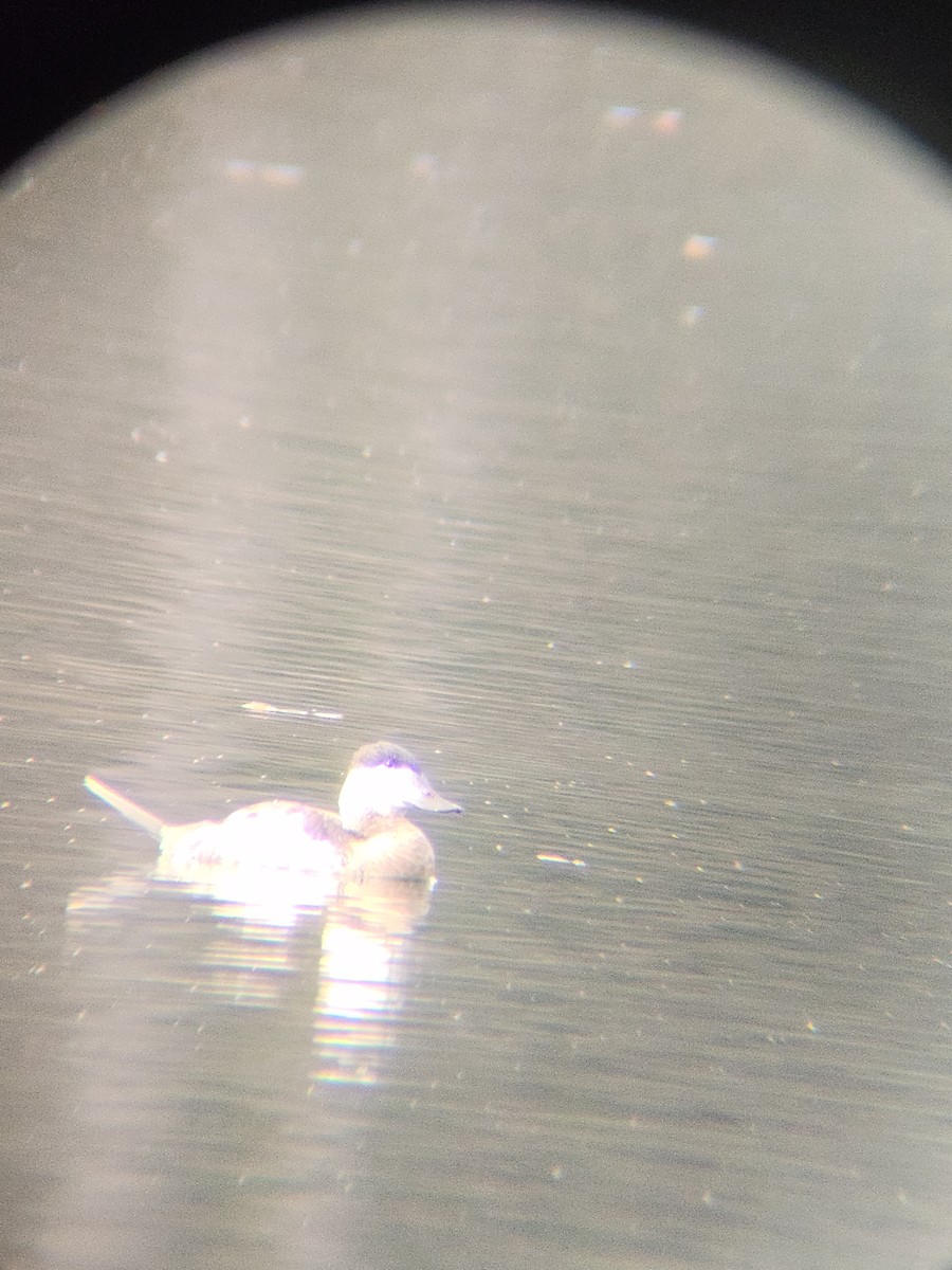 Amerika Dikkuyruğu - ML645677327